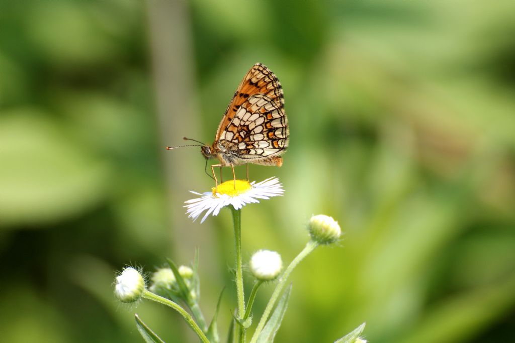 Melitaea athalia? S